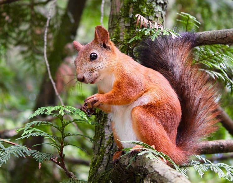 squirrel