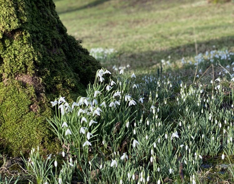 Snowdrops in the garden