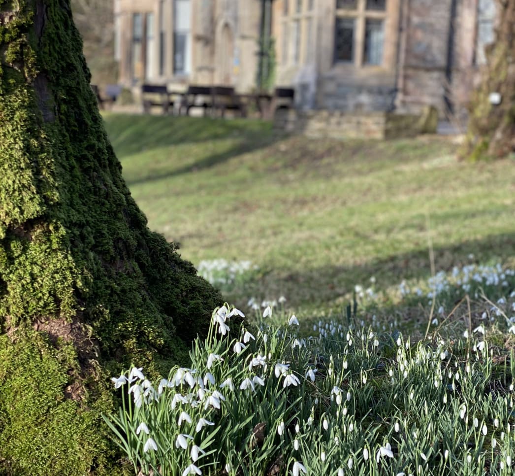Snowdrops in the garden