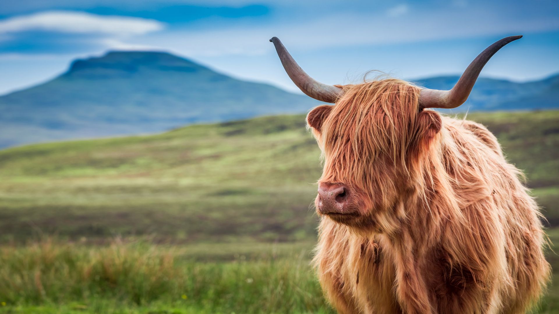 highland cattle