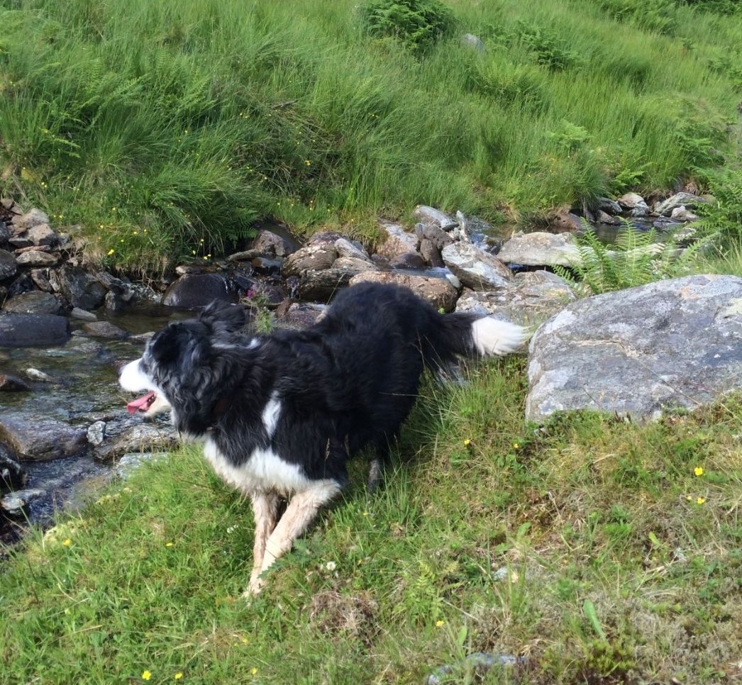 Rosie the Border Collie