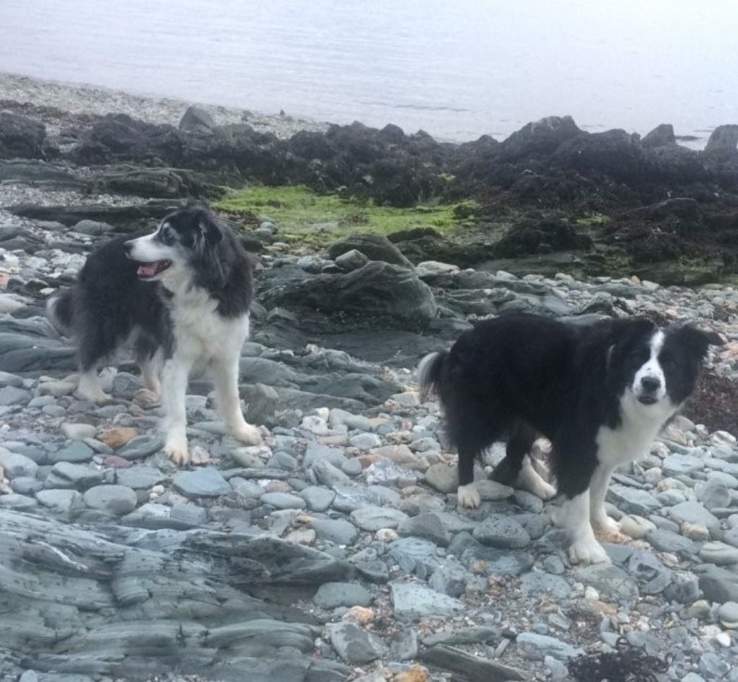 Rosie the Border Collie