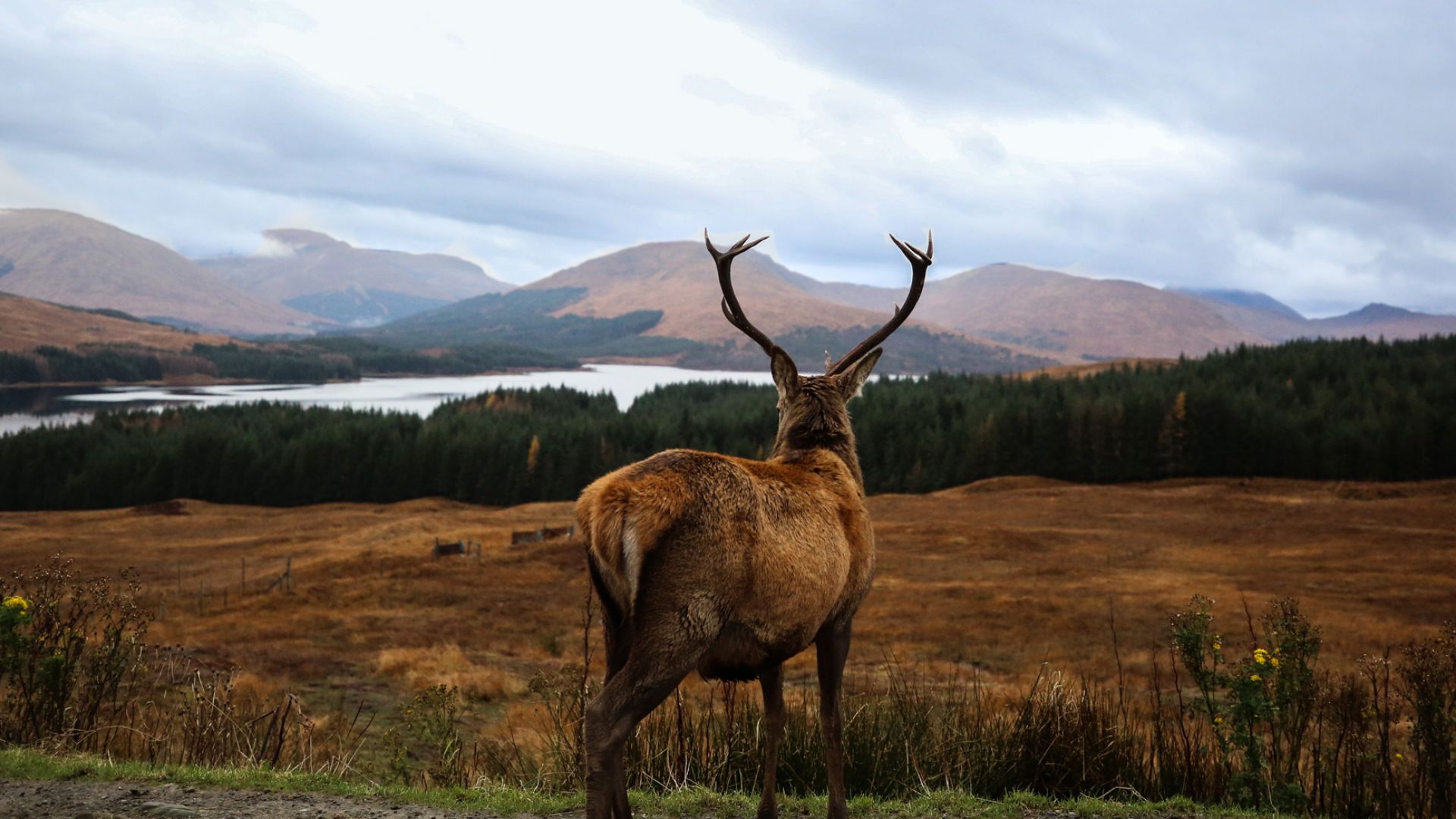 stag in scotland