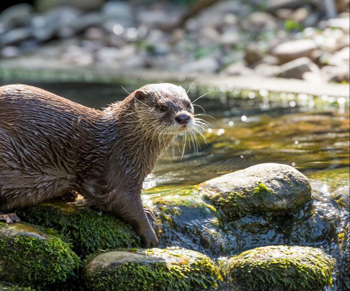 otter